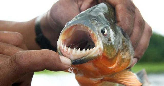 Cá Piranha: Những Điều Thú Vị Về Loài Cá Hung Tợn Này