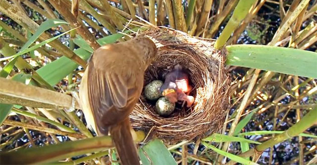 Chim Tu Hú: Cuộc Sống Thú Vị Của Kẻ Lãnh Đạo Cuộc Chiến Sinh Tồn