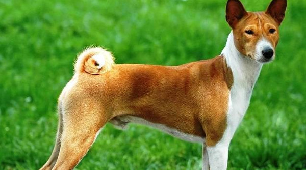 Khám Phá Những Giống Chó Nguy Hiểm Nhất Thế Giới