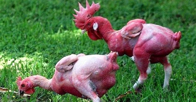Khám Phá Giống Gà Trụi Lông: Giải Pháp Mới Cho Ngành Chăn Nuôi