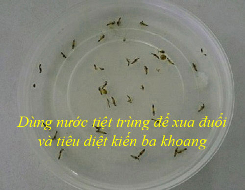 Dùng nước tiệt trùng để đuổi kiến ba khoang