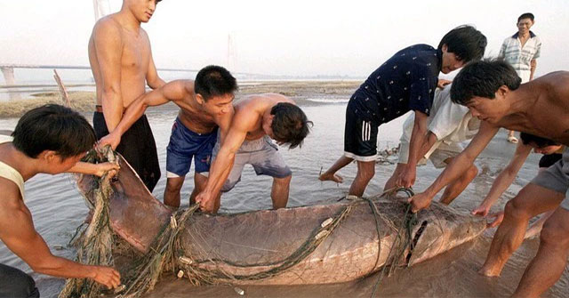 Khám Phá Vẻ Đẹp Hùng Vĩ và Động Thực Vật Thú Vị Tại Hồ Chứa Tam Hiệp