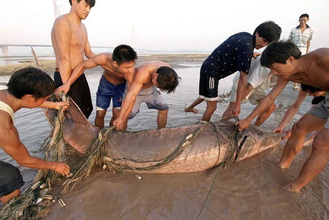 phong-sinh-ca-tam Phóng sinh cá tầm Trung Quốc tại lưu vực sông Dương Tử.
