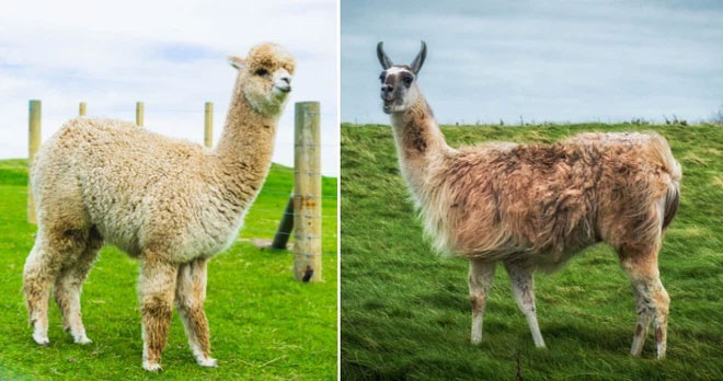 Lạc Đà Không Bướu và Alpacas