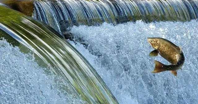 Hành Trình Đầy Thử Thách Của Cá Hồi Trên Con Đường Di Cư