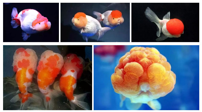 ca-vang-3 Các dạng u đầu của cá vàng