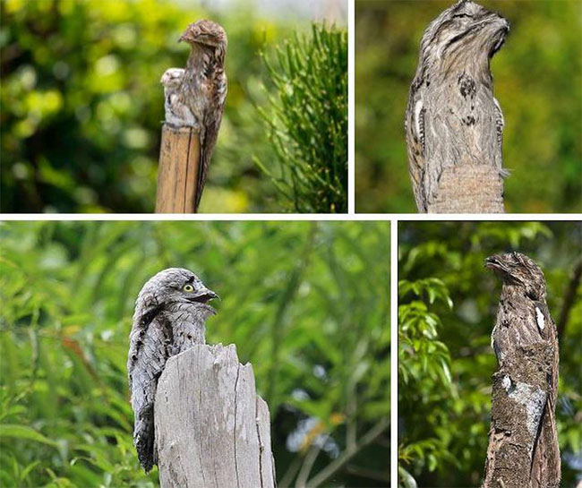 Chim Potoo có khả năng ngụy trang xuất sắc