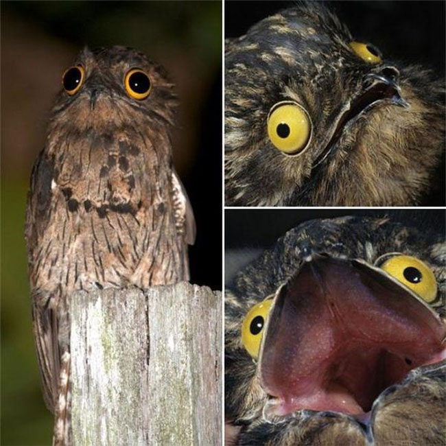 chim-potoo-1 Chim Potoo trong tự nhiên