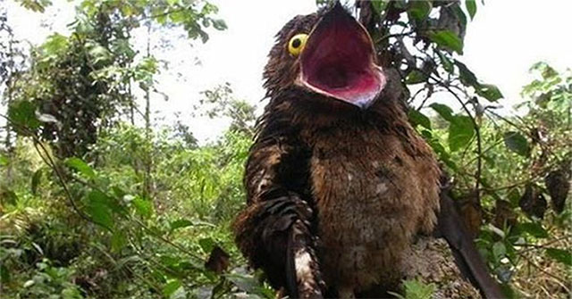 Khám Phá Chim Potoo: Loài Chim Kỳ Dị Gây Kinh Hãi