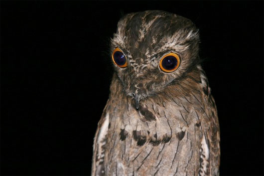 Hình ảnh chim potoo với vẻ ngoài kỳ lạ Chim potoo - loài chim với đôi mắt đặc biệt