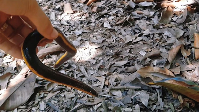 ech-giun-2 Loài ếch giun này di chuyển rất chậm và sống dưới lớp lá cây mục trong vườn.