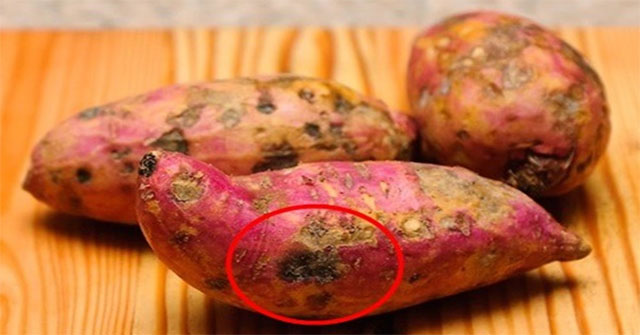 Nguyên Nhân Khiến Khoai Lang Bị Hà và Cứng: Điều Cần Biết