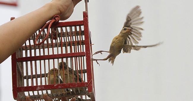 Khám Phá Những Hiểu Lầm Về Phóng Sinh: Thực Hư và Ý Nghĩa