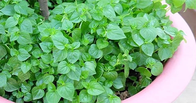 Khám Phá Những Tác Dụng Bất Ngờ Của Rau Càng Cua Đối Với Sức Khỏe