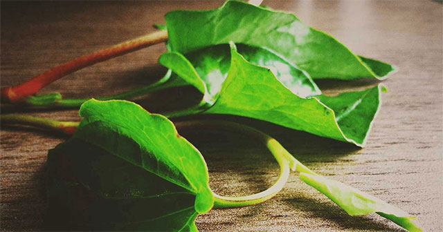 Khám Phá Rau Diếp Cá: Thảo Dược Quý Giúp Hạ Đường Huyết