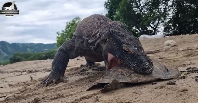 Khám Phá Sức Mạnh Khủng Khiếp Của Rồng Komodo Khi Xử Lý Con Mồi