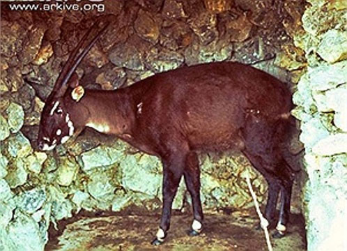 Cá thể sao la đầu tiên được bắt giữ tại Lào năm 1996 Sao la tại Lào