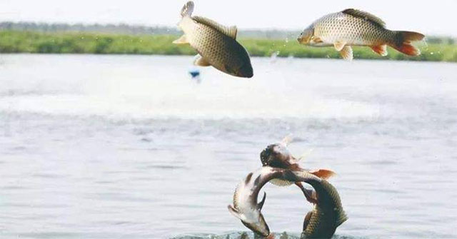 Khi sông đổ ra biển: Vì sao cá nước ngọt không sống được ở đại dương — và chúng làm gì khi bị cuốn đi?