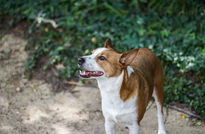 cho-basenji-11 Hiện nay, giống chó Basenji đã được thuần dưỡng.