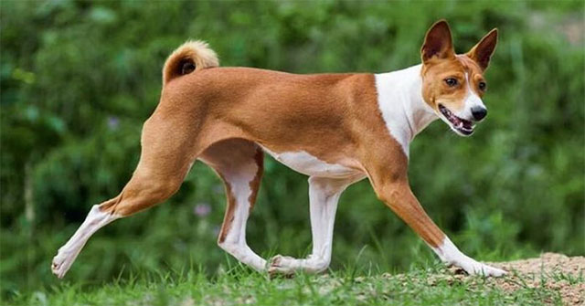 Khám Phá Giống Chó Basenji: Tại Sao Chúng Không Sủa?