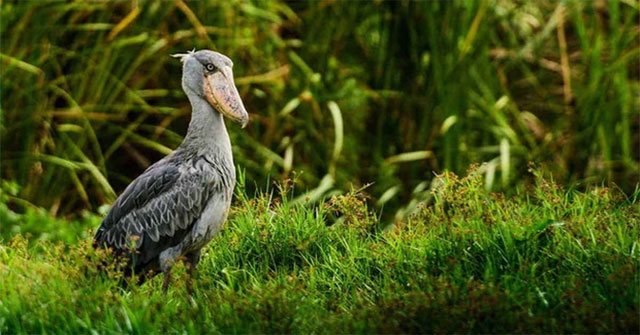 Cò mỏ giày: Kẻ săn mồi bí ẩn của đầm lầy Đông Phi