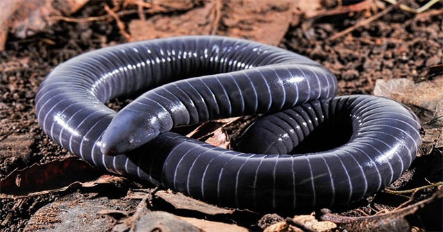 Phát hiện bất ngờ: tuyến nọc trong miệng loài caecilian dưới đất