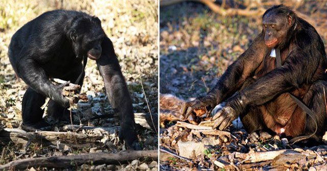 Kanzi — Bonobo giao tiếp bằng ký hiệu và những kỹ năng khiến giới khoa học chú ý